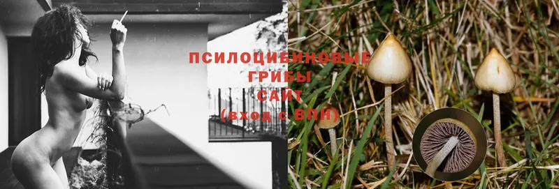 Псилоцибиновые грибы Cubensis  Северск 
